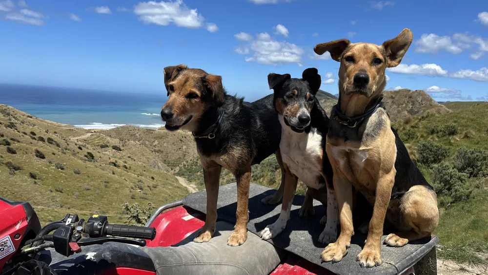 C-Cal Ep 3 2025, Walk on the Wild Side - Abi Rowe's dogs at Tora Station, pic Katherine Edmond